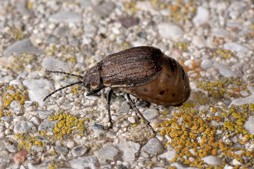 Galeruca interrupta?       No, Galeruca pomonae